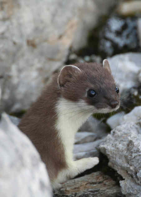 Fauna delle Alpe